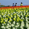 淡路島「花さじき」　その２
