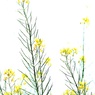 菜の花