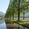 新緑の田