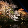 清水寺のサクラ