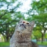 上見る猫