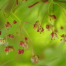 緑のモミジの花-1