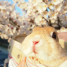 春の撮影会2014～第一弾～P4013185