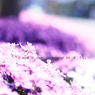 -芝 桜-
