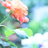 -愛 情-