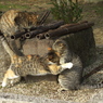 尾道猫59