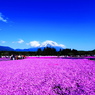 富士芝桜