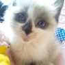 遊んで！