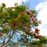 flame tree