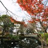 日本の紅葉