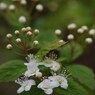 野草園-アイズシモツケ