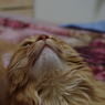 見上げてみよう