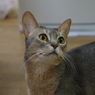 呼んだ？