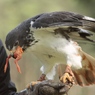 捕食