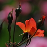 荒牧バラ公園-2