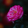 荒牧バラ公園-16