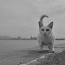 ふんばってます