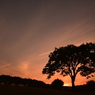 いつもの木夕景-いつもの公園-