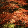 東郷公園ライトアップ　～　紅　くれない　～