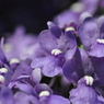 あわじ花さじき（弐）