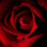 Rose de passion　　情熱の薔薇を抱いて