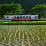 緑と樽見鉄道　Ⅰ