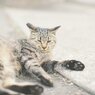 どやっ