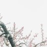 春の寒空