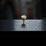 石碑の上に咲く薔薇