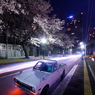 桜と車とビル3