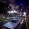 桜と車とビル4