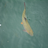 紅眼魚