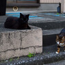 ジジのお嫁さん