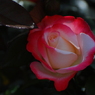 荒牧バラ公園Ⅱ-6