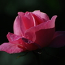 荒牧バラ公園Ⅱ-11