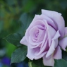横浜薔薇女学園　生徒会長