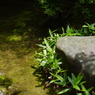 Rokkaen and Mr,Moroto's Park in Kuwana C