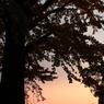IMG_8337s
