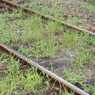 小湊鉄道