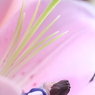 しべ