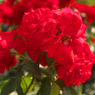 DSCF9322