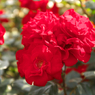 DSCF9324
