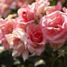 DSCF9335
