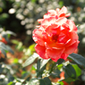 DSCF9337