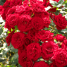 DSCF9339