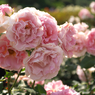 DSCF9342
