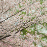 桜～その１～
