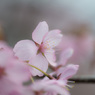 桜～その3～