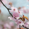 桜～その４～