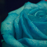 Blue Rose